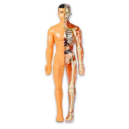 Anatomické puzzle 3D: Lidské tělo